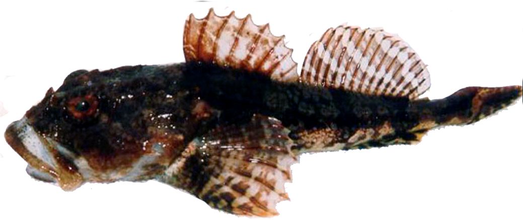 Myoxocephalus scorpius_03.jpg